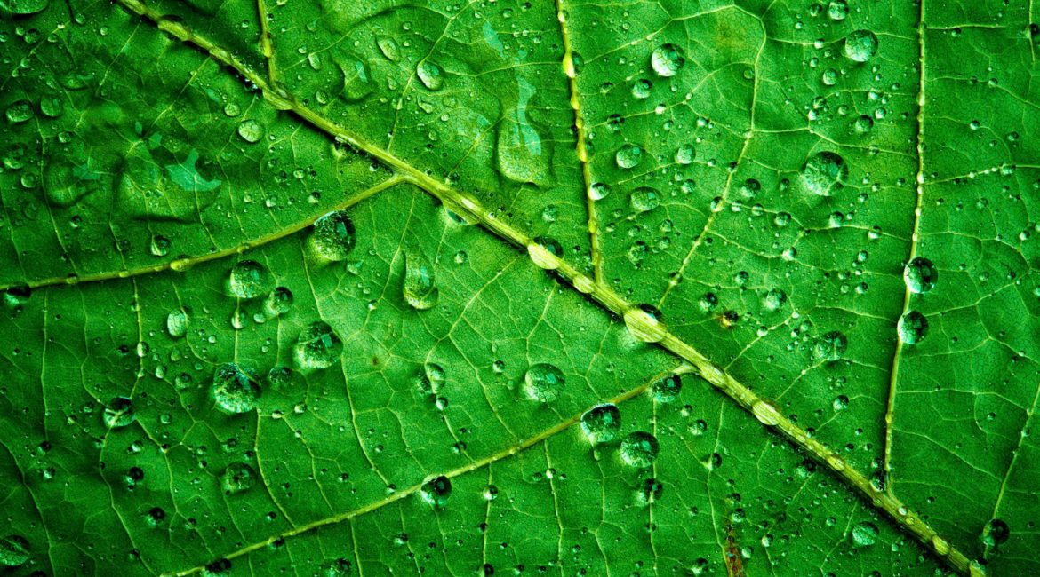 Green leaf